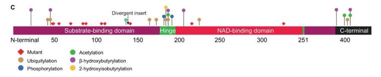 Fig. 1 The different functional modules of human AHCY are represented.