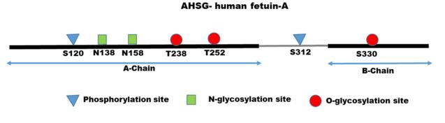 Fig. 1 Amino acid sequence of human fetuin-A.1
