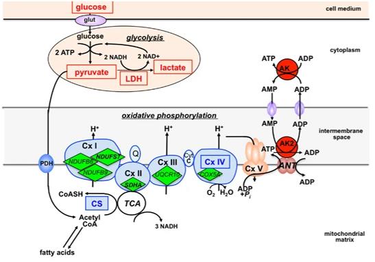 AK2: A Metabolic Hub Linking Glycolysis and Oxidative Phosphorylation.