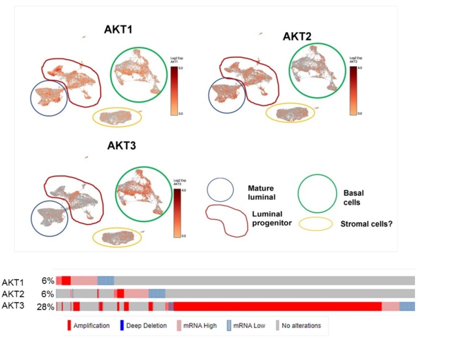 Fig. 1:Expression of AKT isoforms and experimental strategy.
