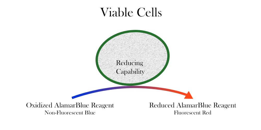 alamarBlue Work Principle