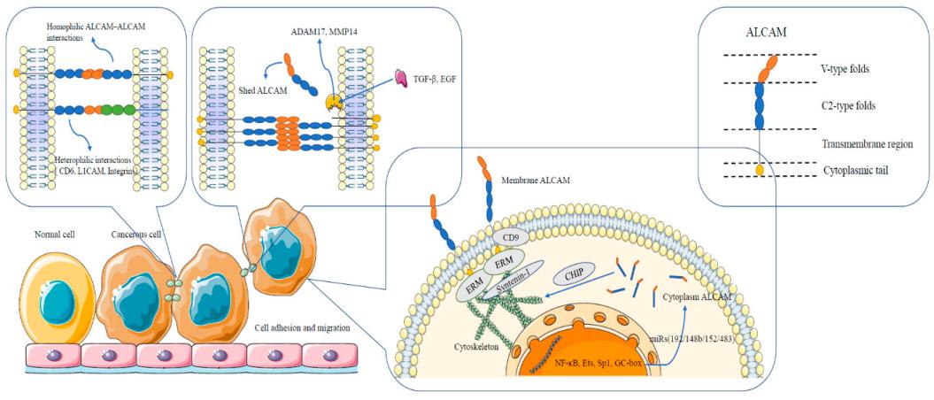 ALCAM Structure and Function.