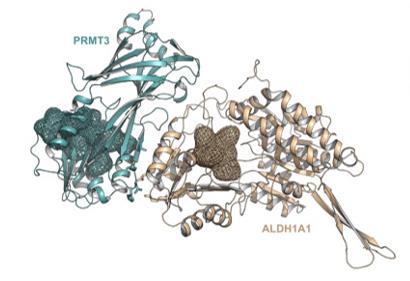 Fig. 1 Crystal structure of human PRMT3 (cyan) in complex with human ALDH1A1 (brown).1