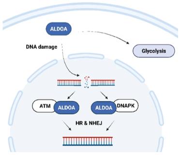 The schematic shows a proposed mechanism of ALDOA-dependent regulation of DNA DSB repair.