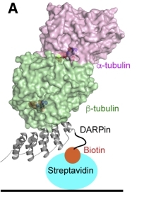 Fig. 1:Strategy for the selection of α-tubulin-specific αReps.