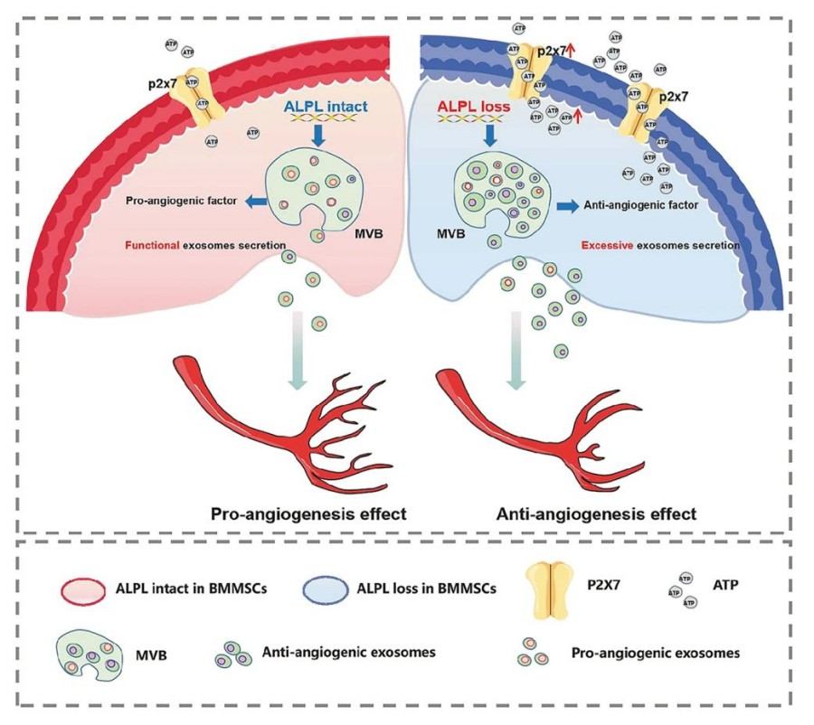 Fig. 1:ALPL-ATP axis in angiogenesis.