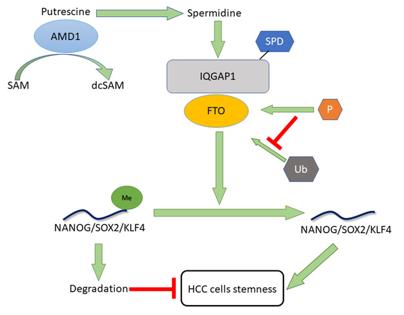 Mechanisms by which AMD1 promotes hepatocellular carcinoma cell stemness. (OA Literature)
