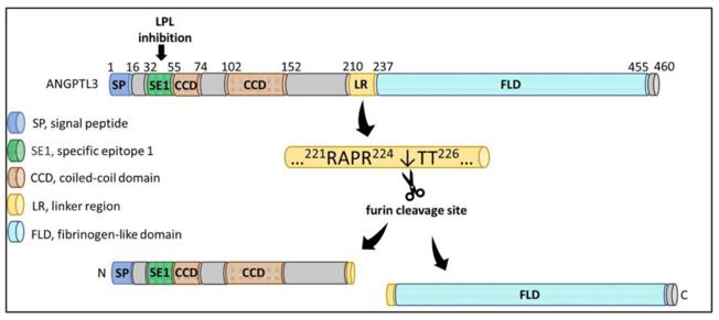 The structural features of ANGPTL3 protein.