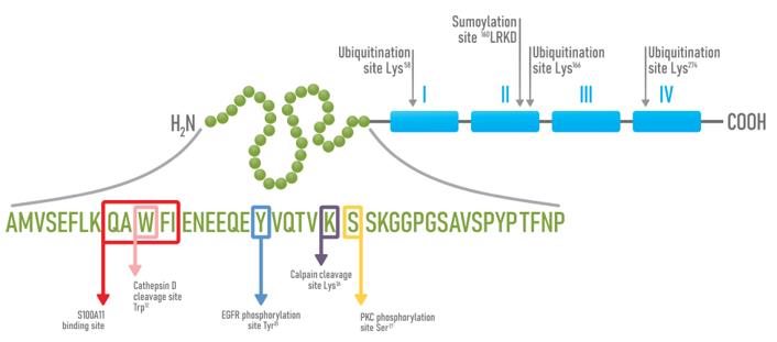 Fig. 1 Schematic representation of AnxA1 structure and its sites of post-translational modifications.