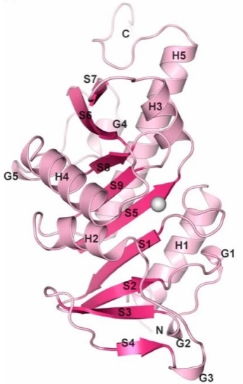 Fig. 1:The monomeric APIP/MtnB structure is sketched in ribbon representation.