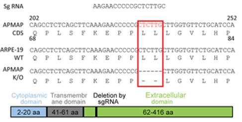 Sequencing Identifies a Two-Amino Acid Deletion in the APMAP Gene of Knockout Cells.