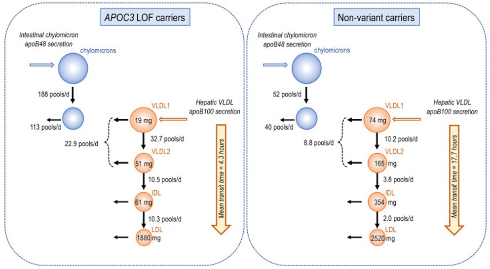 Key Kinetic Parameter Differences in APOC3 Loss-of-Function Carriers.