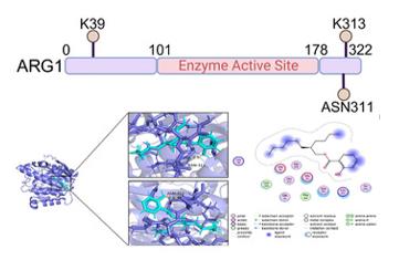 Fig. 1 Molecular Docking of ARG1 with BHB: A Binding Affinity Study.1