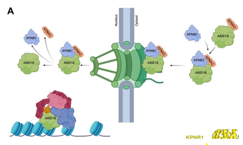 The Protein Network Driving ARID1B into the Nucleus.