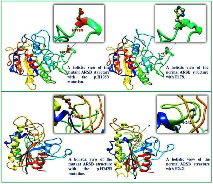 Fig. 1:Three-dimensional structure of ARSB.