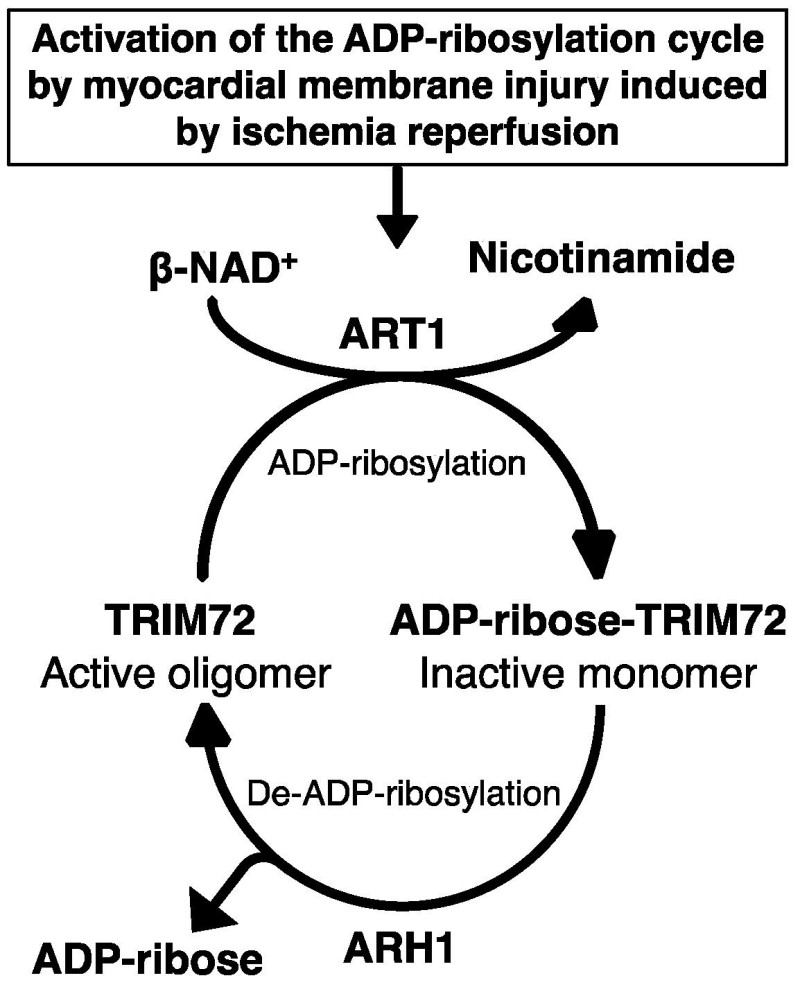 ART1 modifies TRIM72 to repair membrane.