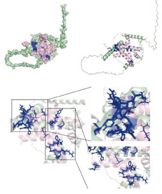 Fig. 1 Protein docking map and binding site of ASCL1 to CREB1.