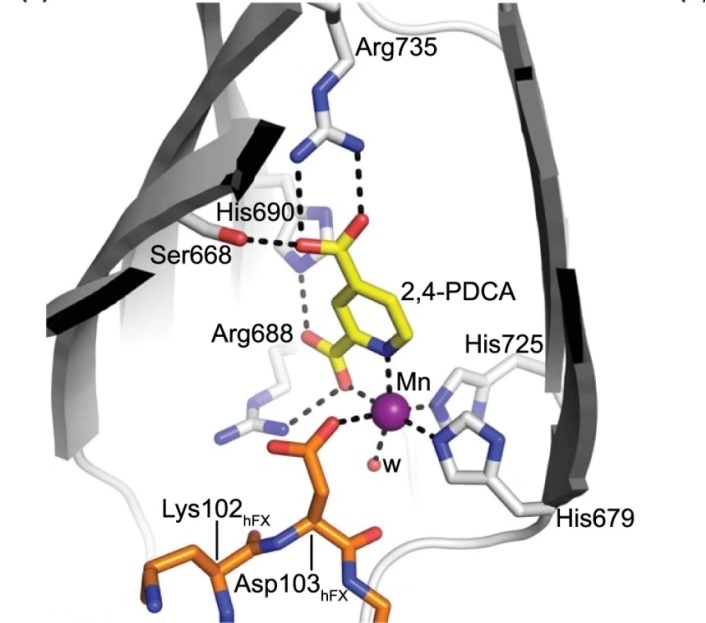 Fig. 1:AspH active site.