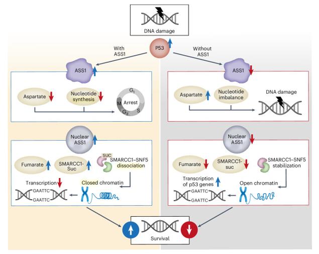 Fig. 1 Suggested model for the requirement of ASS1 in the p53-response to DNA damage. (OA Literature)