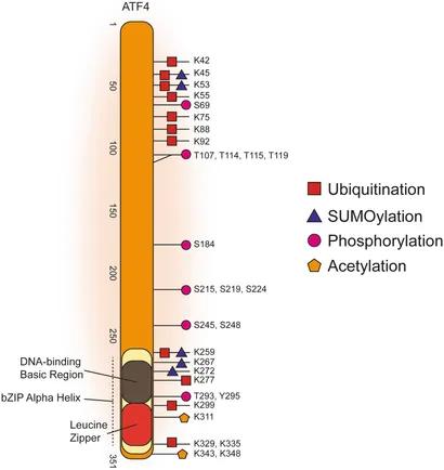 Fig. 1:Post-translational Modifications of Human ATF4.