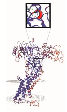 Fig. 1 Three-dimensional structure and key positions of ATP7A protein. (OA Literature)