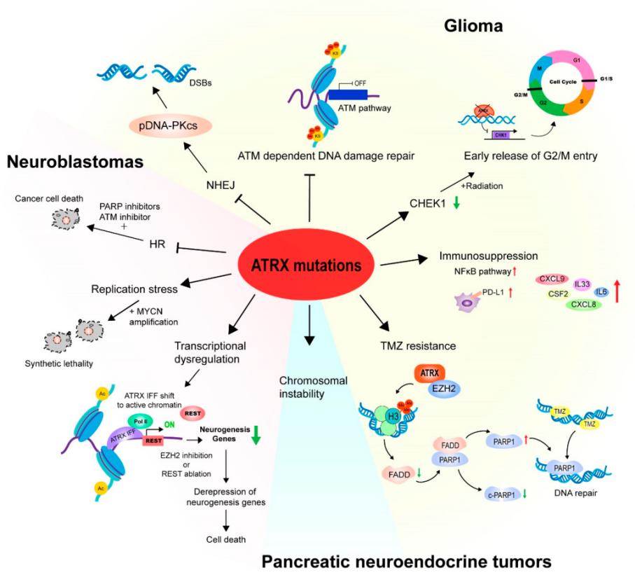 Fig. 1:ATRX mutations and cancers.