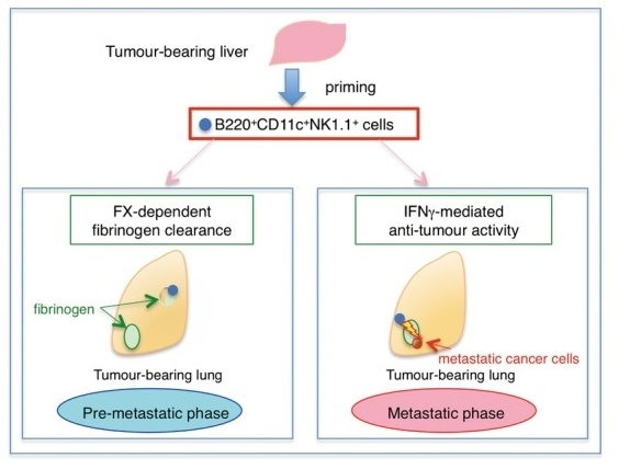 Fig. 1:Role of B220+CD11c+NK1.1+ HepELs in metastasis.