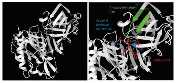 Fig. 1 BACE1 crystal structure made using structure 3TPR on RSCB Protein DataBank.1