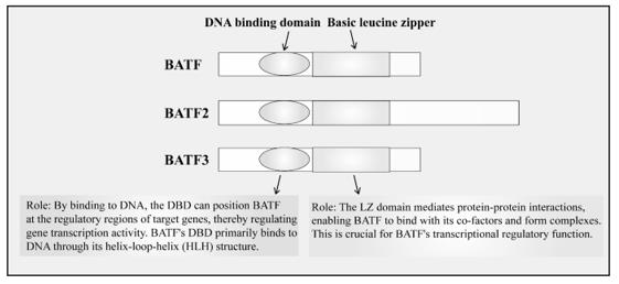 Fig. 1 Members of the BATF family possess both a bZIP and a DBD. (OA Literature)