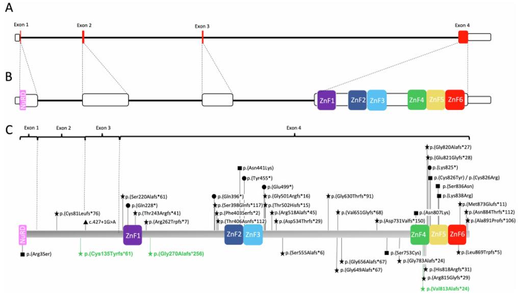 Fig. 1 Structure and variants in BCL11B. (OA Literature)