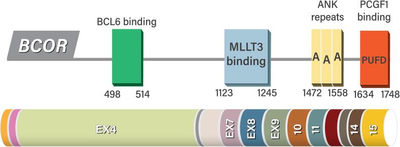 Fig. 1:Structure and functional domains of BCOR.