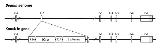 Fig. 1 Schematic of the BEGAIN Gene and iCre-3xVenus Knock-in Construct.1