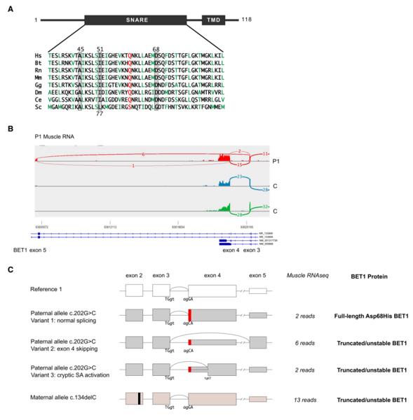 Fig. 1 RNA sequencing analysis of the BET1 c.202G>C; p.(Asp68His) missense variant. (OA Literature)