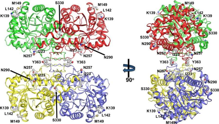 Fig. 1:Mapping positively selected amino acids on the BHMT structure.