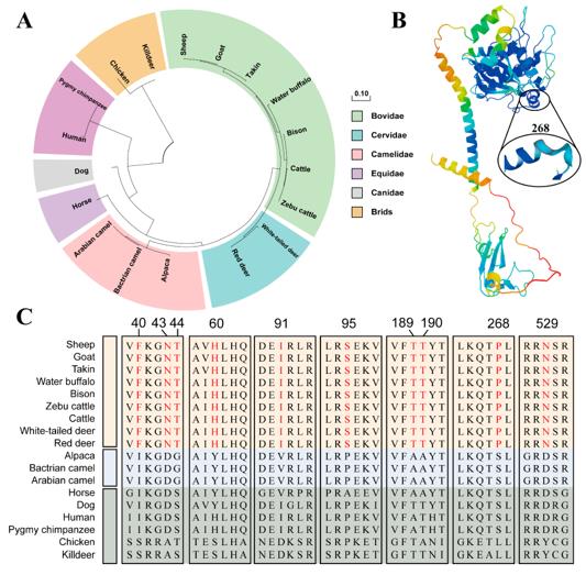 Fig. 1 Evolution, Structure, and Horn-Specific Sites of BMPR1A. (OA Literature)