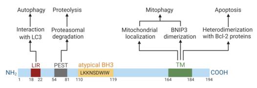 Fig. 1 Domain structure of BNIP3 and its domain-dependent functions. (OA Literature)