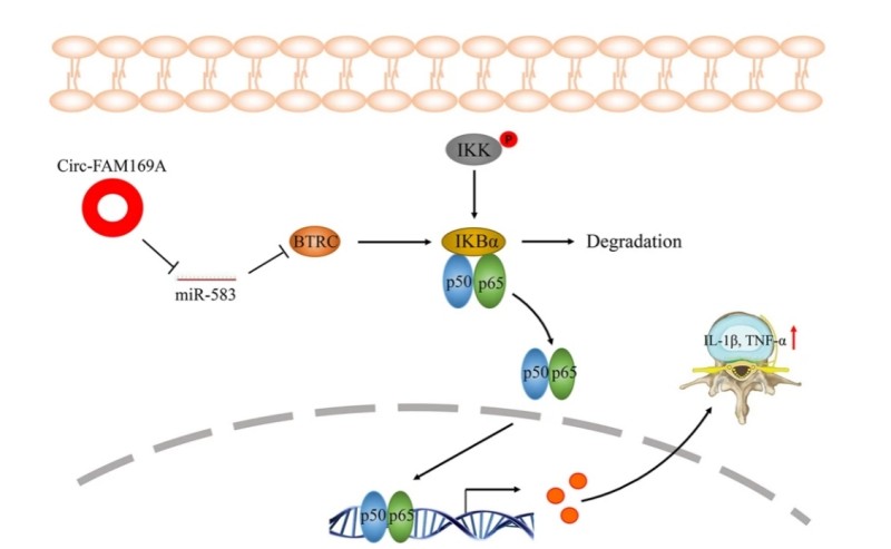BTRC-Dependent IκBα Degradation.