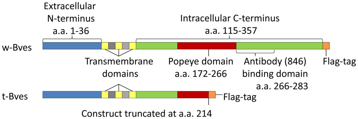 Bves protein constructs