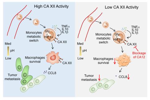 Fig. 1 High CA12 activity and Low CA12 activity.1