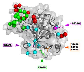Fig. 1 Three-Dimensional Structural Features of Human CA-VIII. (OA Literature)