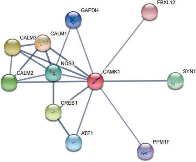 CAMK1 PPI Network (STRING).