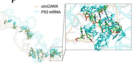 Fig. 1:Simulated interaction between circCANX and P53 transcript.