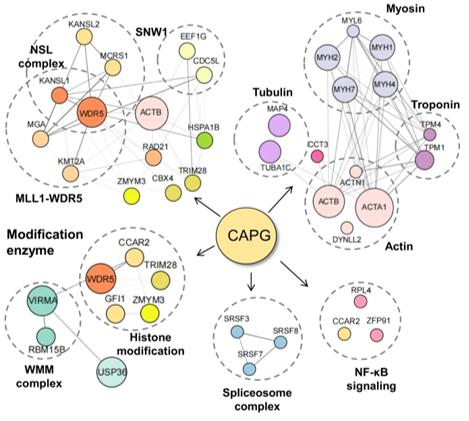 Connection of CAPG with multiple protein complexes.