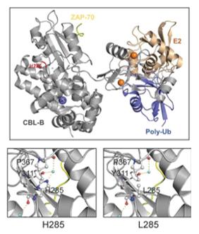 Fig. 1 Ribbon diagram of the human CBL-B TKB and RING domains. (OA Literature)
