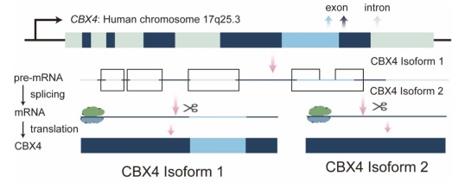 Fig. 1 Alternative splicing of CBX4. (OA Literature)