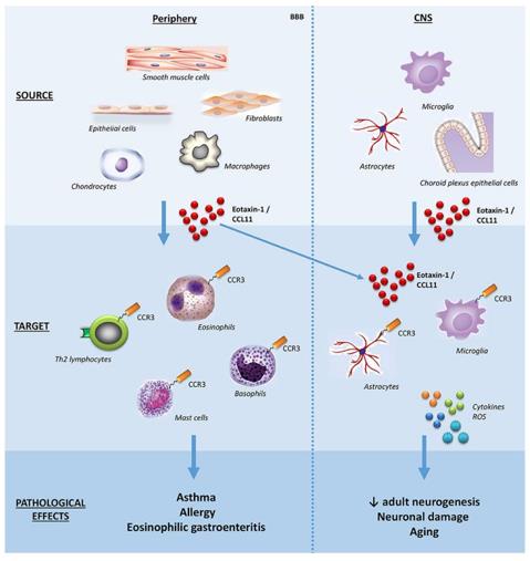 Fig. 1 Schematic effects of eotaxin-1/CCL11 in adult subjects. (OA Literature)