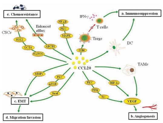 Fig. 1 Multifaceted roles of CCL20 in breast cancer progression.