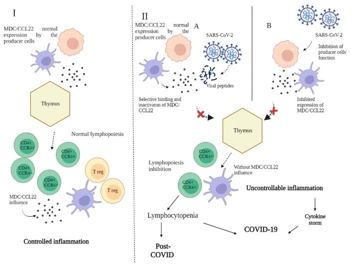 Fig. 1 Role of MDC/CCL22 in immunity and the SARS-CoV-2 infectious process.