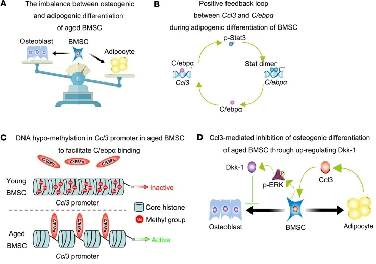 CCL3 might cause bone issues in old mice.