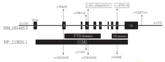 Fig. 1 Schematic representation of the CCM2 gene and protein structure. (OA Literature)